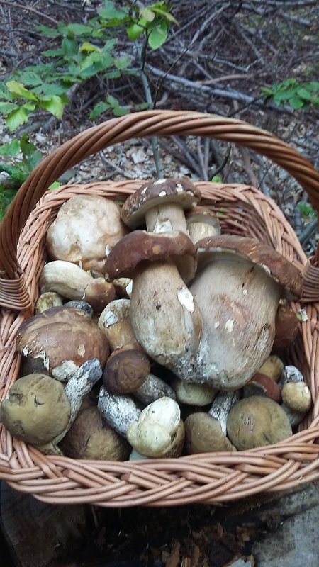 hríb dubový Boletus reticulatus Schaeff.