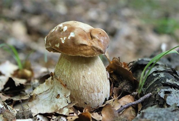 hríb dubový Boletus reticulatus Schaeff.