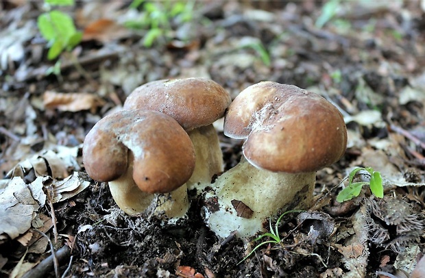 hríb dubový Boletus reticulatus Schaeff.