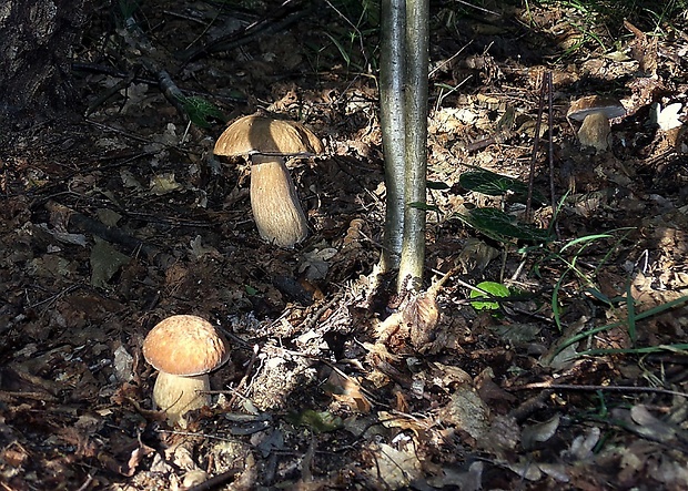 hríb dubový Boletus reticulatus Schaeff.