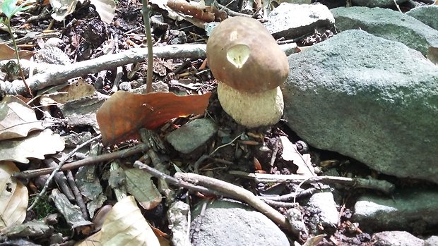 hrib dubovy Boletus