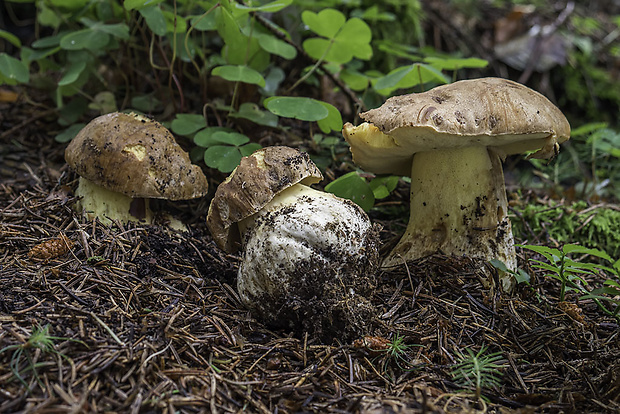 hríb horský Butyriboletus subappendiculatus (Dermek, Lazebn. & J. Veselský) D. Arora & J.L. Frank