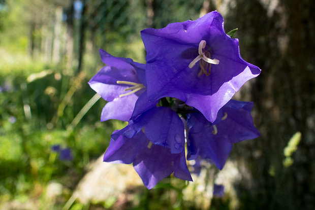 zvonček broskyňolistý Campanula persicifolia L.