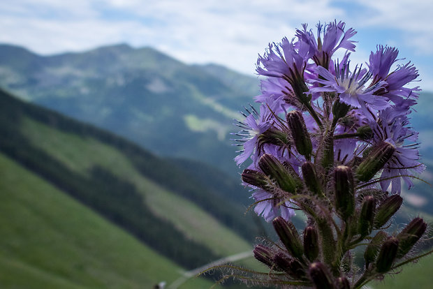 mliečivec alpínsky Cicerbita alpina (L.) Wallr.