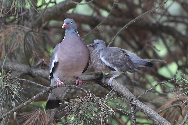 holub hrivnák Columba palumbus