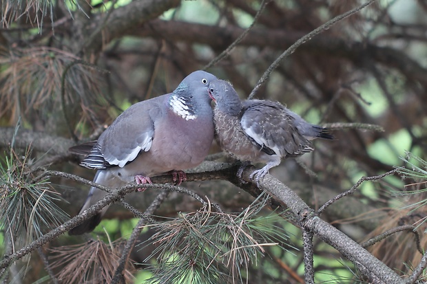 holub hrivnák Columba palumbus