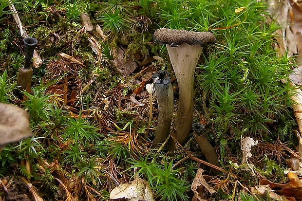 lievik trúbkovitý Craterellus cornucopioides (L.) Pers.