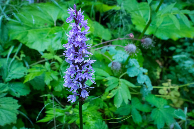 vstavačovec fuchsov pravý Dactylorhiza fuchsii subsp. fuchsii (Druce) Soó