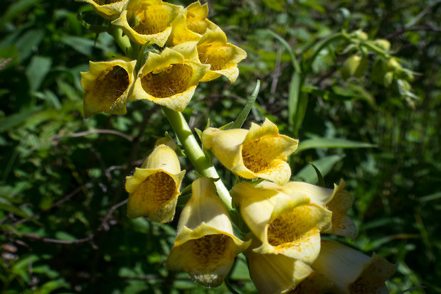 náprstník veľkokvetý Digitalis grandiflora Mill.