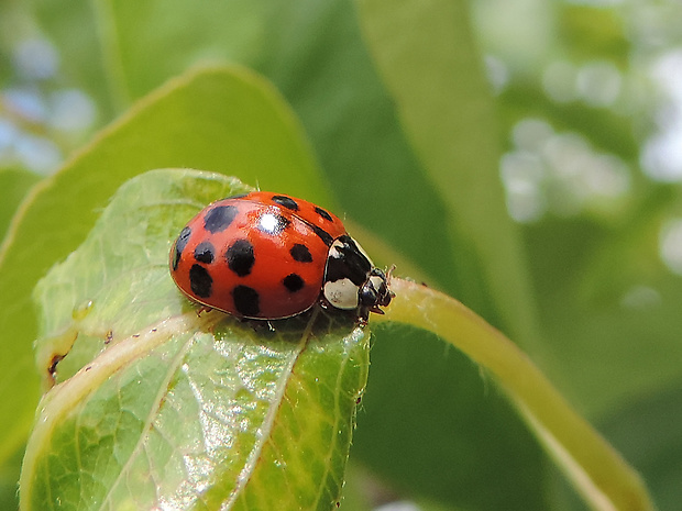 lienka / slunéčko východní Harmonia axyridis Pallas, 1773