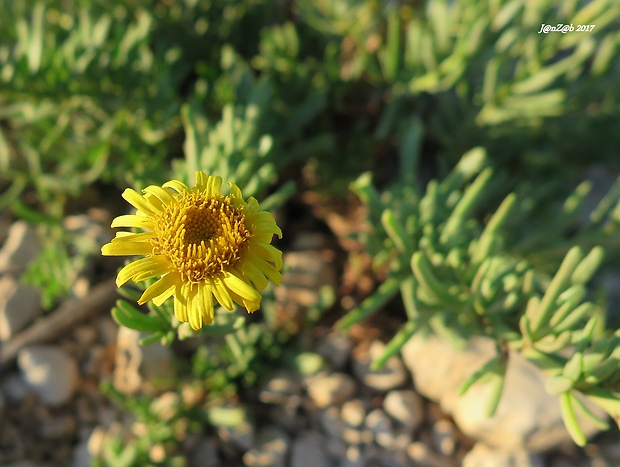 oman Inula crithmoides