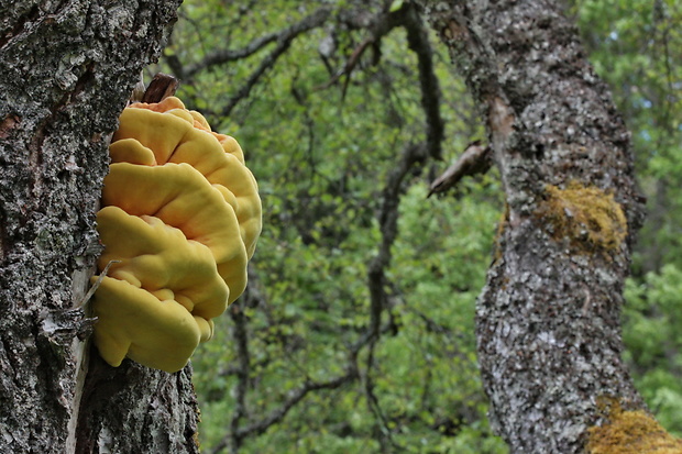 sírovec obyčajný Laetiporus sulphureus (Bull.) Murrill