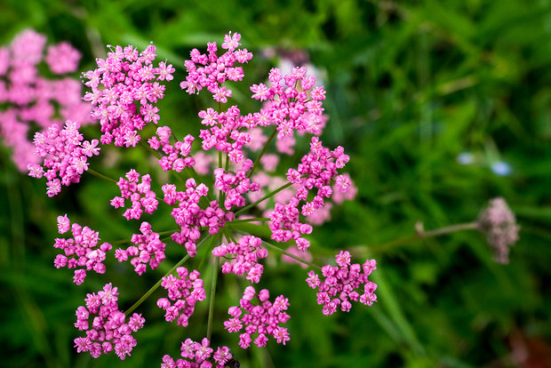 kôprovníček bezobalový Ligusticum mutellina (L.) Crantz