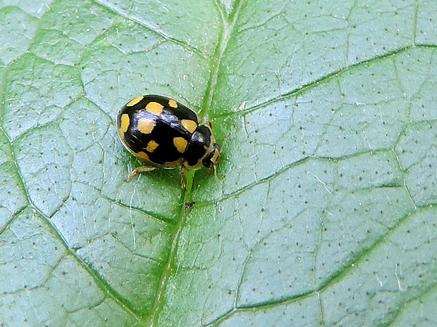 lienka štrnásťbodková / slunéčko čtrnáctitečné Propylea quatuordecimpunctata Linnaeus, 1758