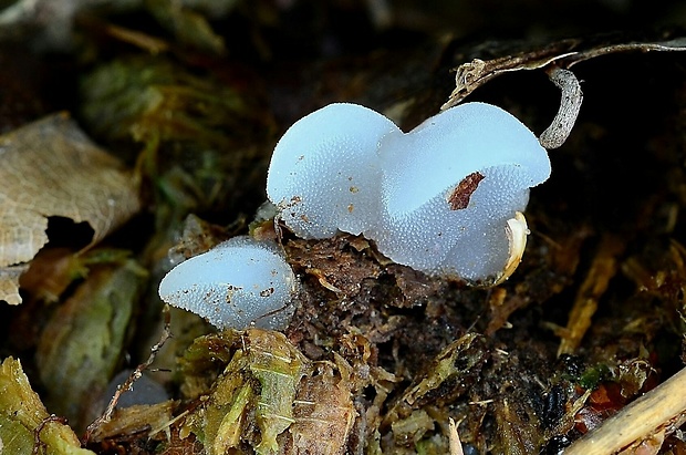 pajelenka želatínová Pseudohydnum gelatinosum (Scop.) P. Karst.