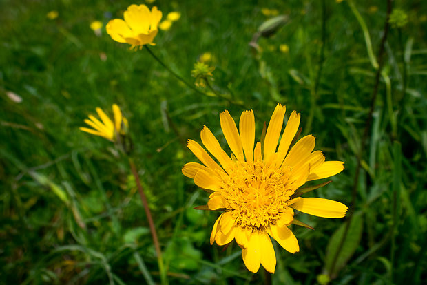 kozobrada východná Tragopogon orientalis L.