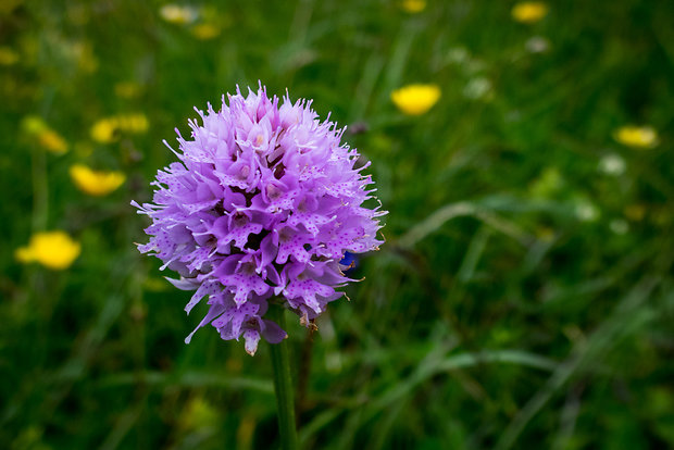 pavstavač hlavatý Traunsteinera globosa (L.) Reichenb.