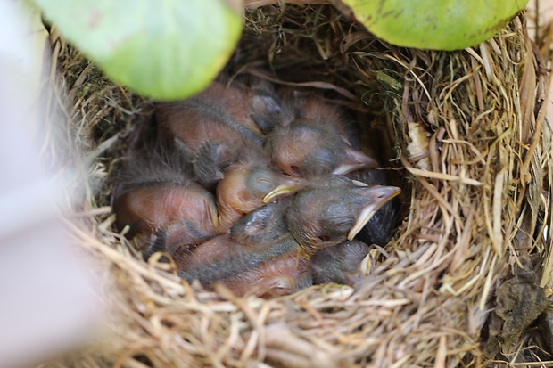 drozd čierný Turdus merula