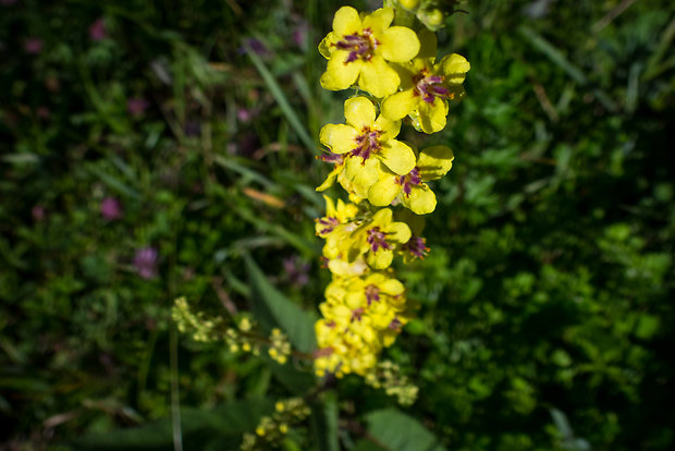 divozel čierny Verbascum nigrum L.