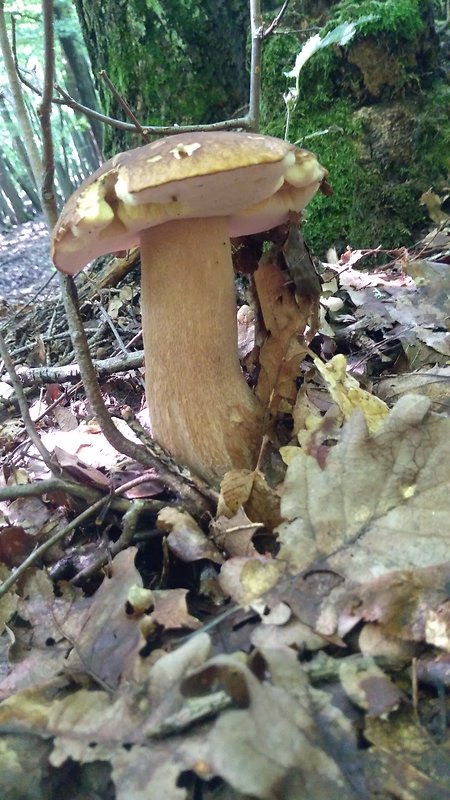 hríb dubový Boletus reticulatus Schaeff.