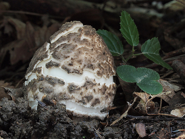 muchotrávka chrastavá Amanita ceciliae (Berk. & Broome) Bas