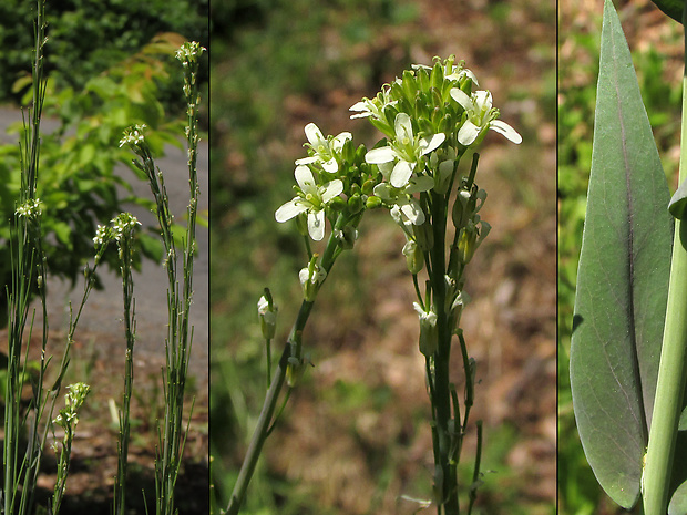 arábka strmobyľová Arabis glabra (L.) Bernh.