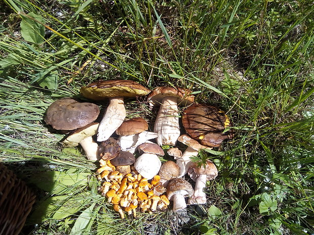 hríb smrekový Boletus edulis Bull.