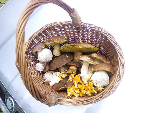 hríb smrekový, hríb zrnitohlúbikový... Boletus edulis Bull.