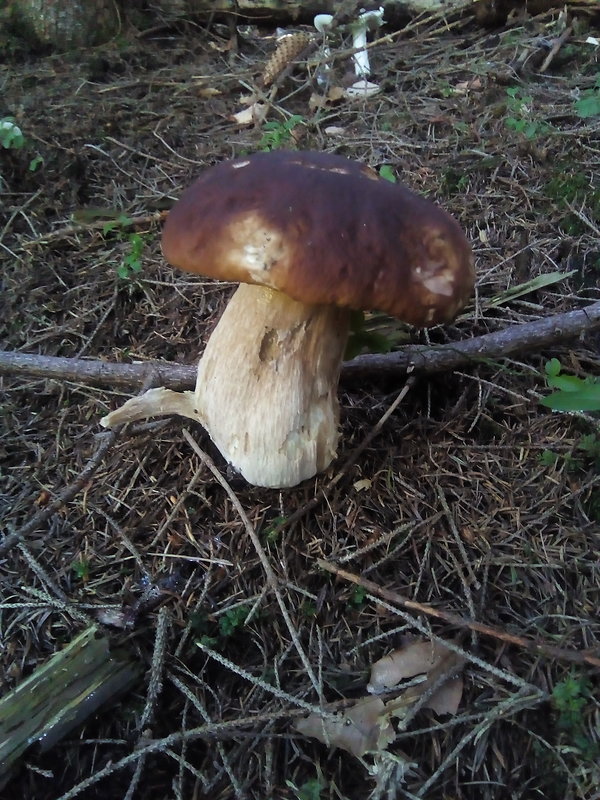 hríb smrekový Boletus edulis Bull.