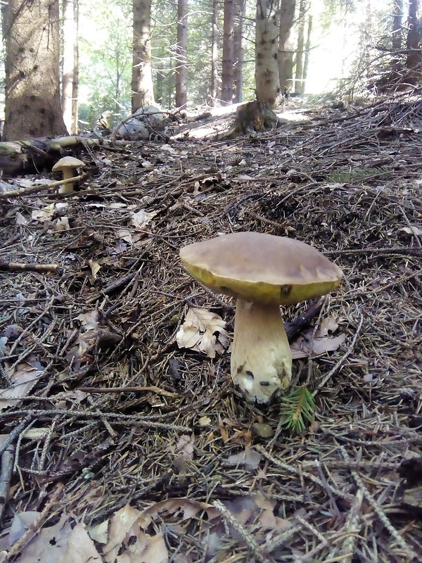 hríb smrekový Boletus edulis Bull.