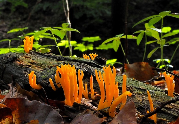 parôžkovec lepkavý Calocera viscosa (Pers.) Fr.