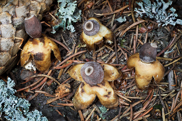 hviezdovka štvorcípová Geastrum quadrifidum DC. ex Pers.