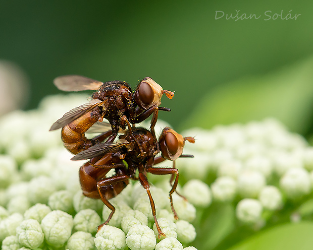 okanka červenohnedá Sicus ferrugineus (Linnaeus, 1761)