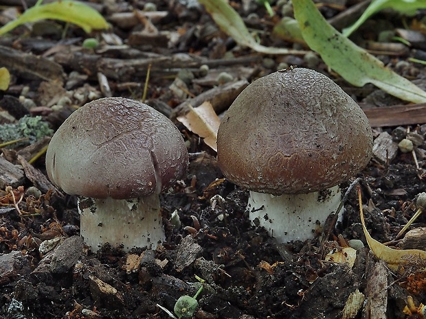 golierovka slamomilná Stropharia rugosoannulata Farl. ex Murrill