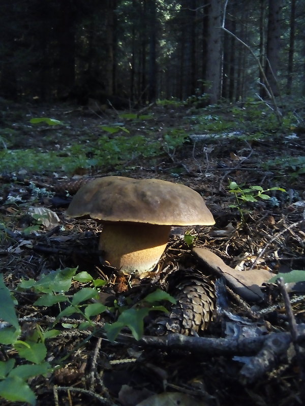 hríb zrnitohlúbikový Sutorius luridiformis (Rostk.) G. Wu & Zhu L. Yang