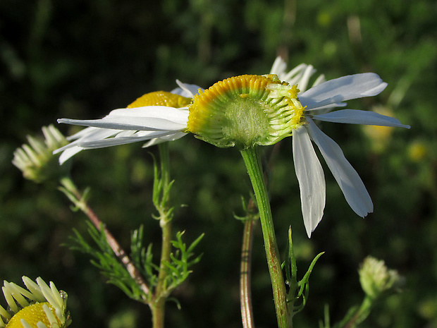 parumanček nevoňavý Tripleurospermum perforatum (Mérat) M. Lainz