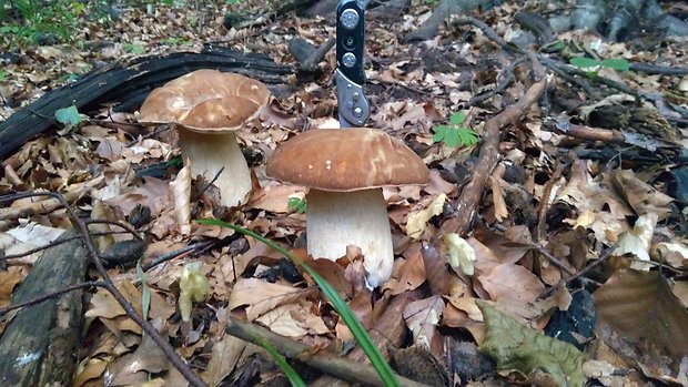 hríb dubový Boletus reticulatus Schaeff.