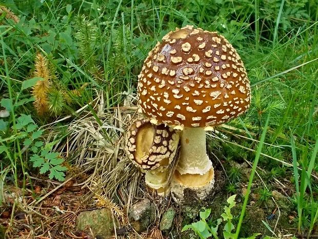 muchotrávka kráľovská Amanita regalis (Fr.) Michael