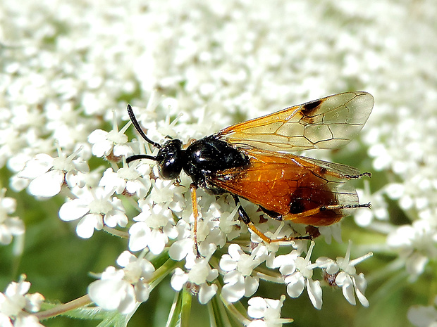 piliaročka / pilatěnka Arge melanochroa Gmelin, 1790