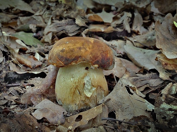 hríb bronzový Boletus aereus Bull. ex Fr.