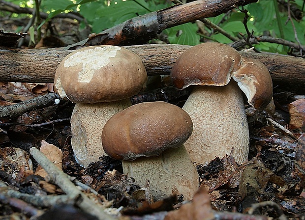 hríb dubový Boletus reticulatus Schaeff.