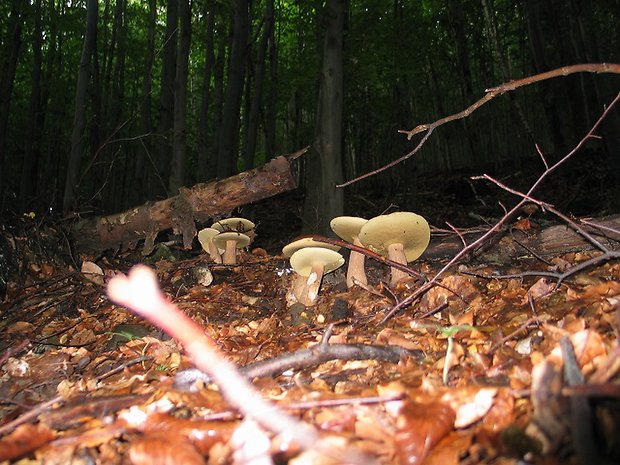 hríb dubový Boletus reticulatus Schaeff.