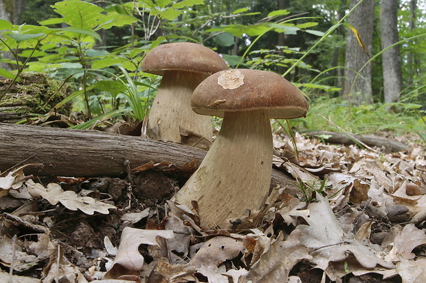 hríb dubový Boletus reticulatus Schaeff.