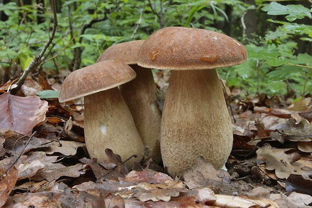 hríb dubový Boletus reticulatus Schaeff.