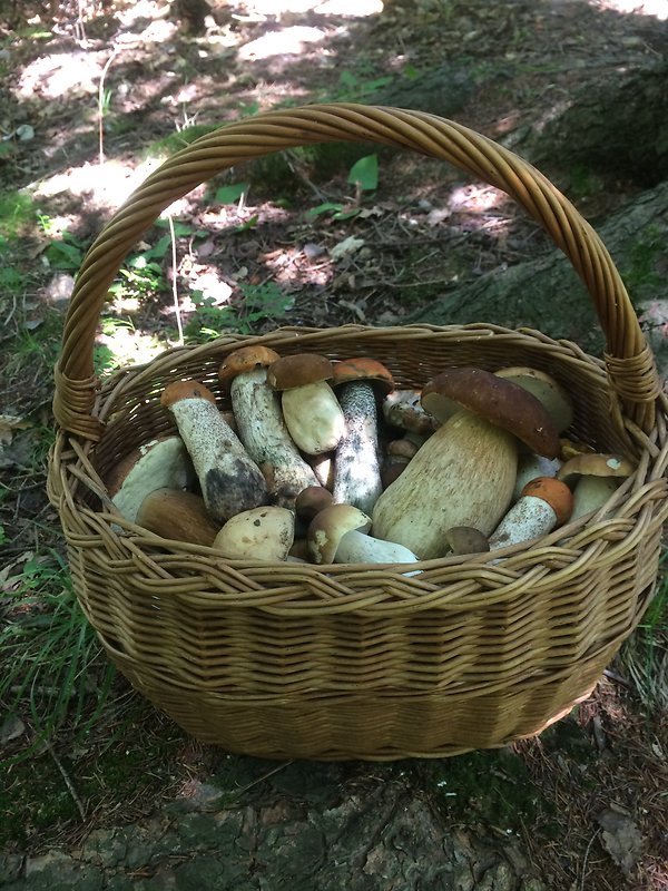 hríb dubový Boletus reticulatus Schaeff.