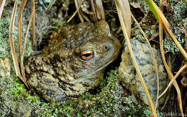 ropucha obecná Bufo bufo