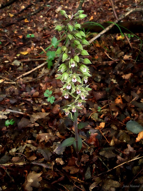 kruštík modrofialový Epipactis purpurata Sm.