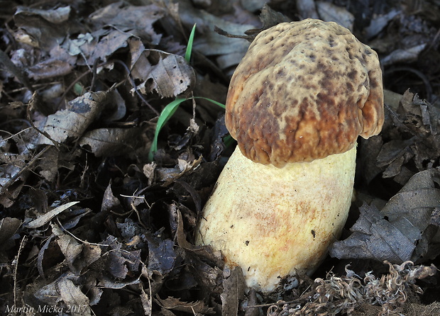 hríb jamkatý Hemileccinum depilatum (Redeuilh) Šutara