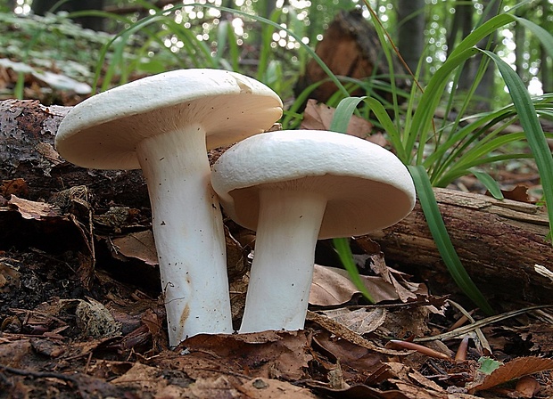 rýdzik korenistý Lactarius piperatus (L.) Pers.