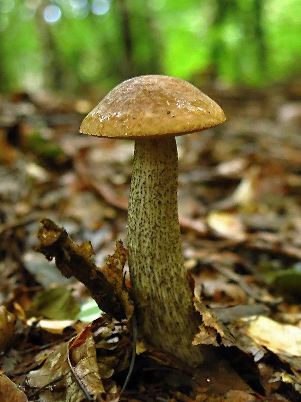 kozák brezový Leccinum scabrum (Bull.) Gray